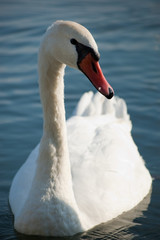 Obraz premium White swan