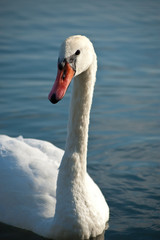 Swan