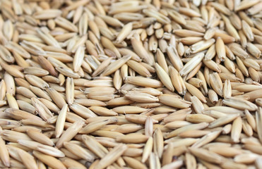 barley grains
