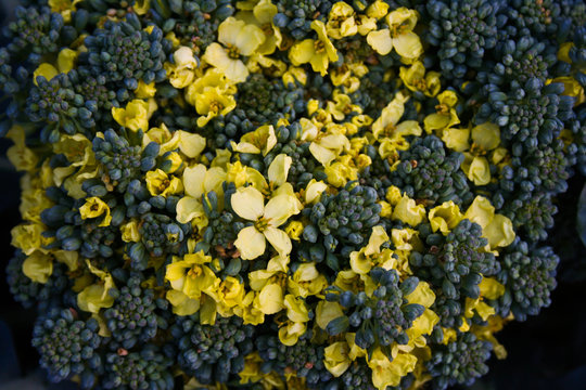Broccoli ,disambiguation,vegetables, broccolo