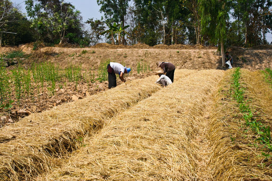 Agriculture,farm,rice ,Thai farmers