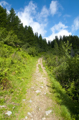 Fototapeta na wymiar Sentiero nei boschi del Trentino