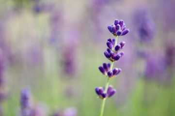 Obraz premium Echter Lavendel - Lavandula angustifolia