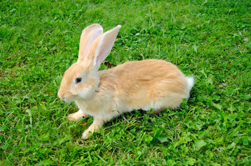 Red Rabbit in Grass