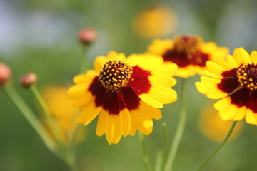 黄色いマーガレット畑