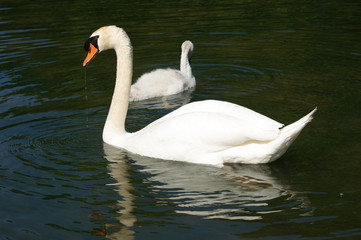 Obraz premium Cygne blanc adulte et bébé cygne blanc