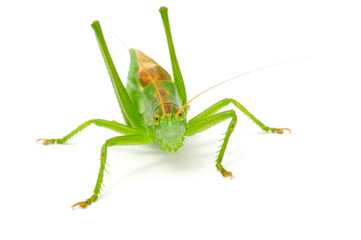 Green Grasshopper Isolated on White Background
