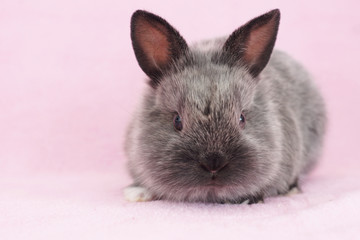 blue baby bunny
