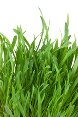 Obraz premium Fresh green grass isolated on white