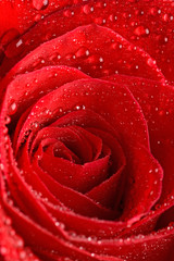 The beautiful red rose as background