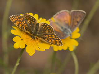 Melitaea athalia