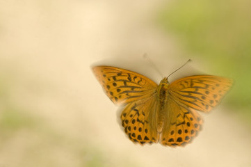 Argynnis paphia