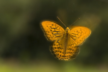 Argynnis paphia