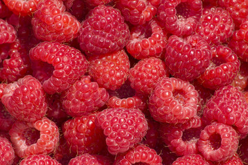 Raspberry  berries  ripened   red