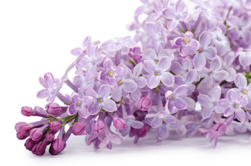 Fototapeta na wymiar Beautiful lilac isolated on white background