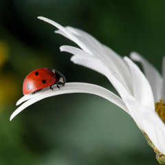 red ladybug on flower petal
