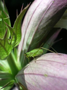 pidocchio delle piante