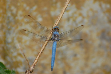 Orthetrum Brunneum