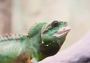 Green iguana