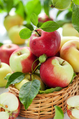 fresh apples