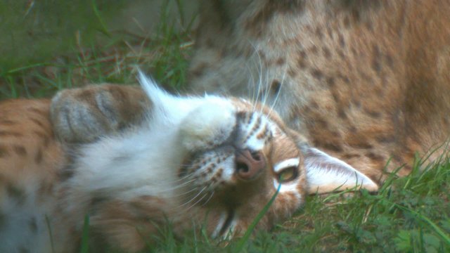 luchs