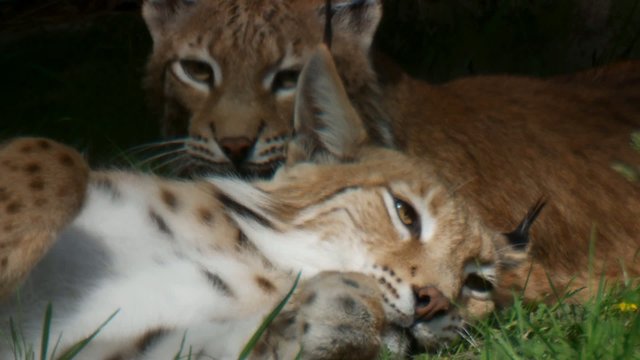 luchs