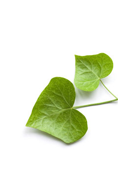 Fresh Green Ivy Leafs Isolated On White