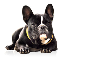 Französische Bulldogge