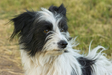 Mixed-breed Black and White Dog