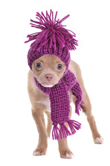 Blue-eyed chihuahua puppy wearing hat and scarf