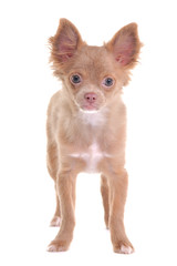 Cute chihuahua puppy standing, looking at camera, isolated