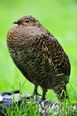 Birkhuhn Henne
