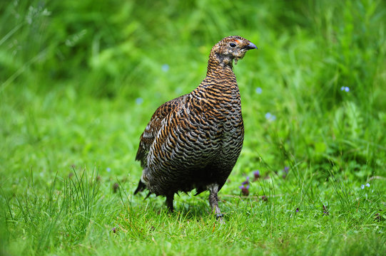 Birkhuhn Henne