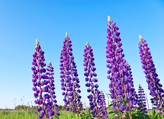 Lupines