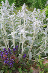 Obraz premium decorative flowerses on town lawn