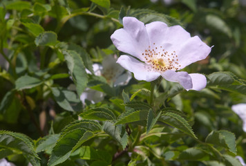 Obraz premium wild flowers