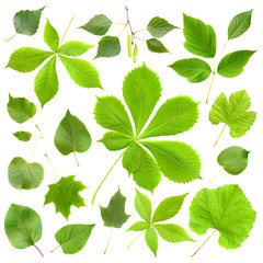 Obraz premium Zestaw zielonych liści na białym tle