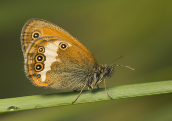 Coenonympha arcania