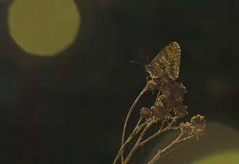 Melitaea athalia