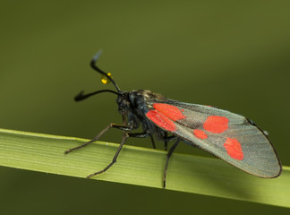 Zygaena viciae
