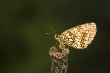 Obraz premium Melitaea Athalia