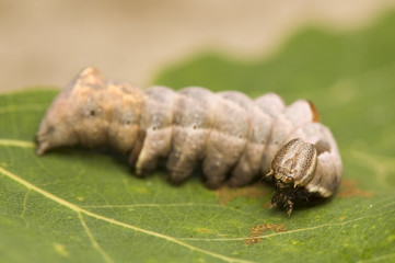 Notodonta torva