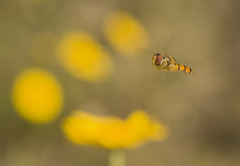 Syrphidae