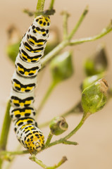 Shargacucullia scrophuliarae