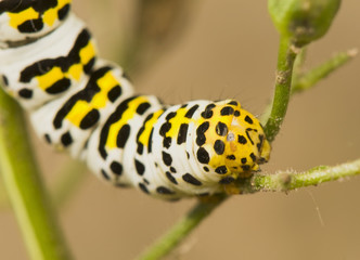 Shargacucullia scrophuliarae