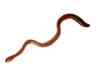 Fototapeta premium Earth worm isolated on white background