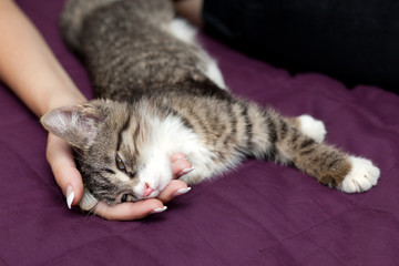 Fototapeta na wymiar Kitten sleeps