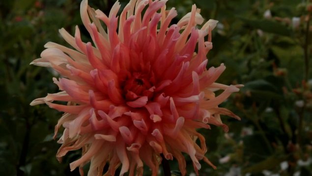 fiore rosa video