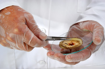 ein Selleriestück wird im Lebensmittellabor untersucht