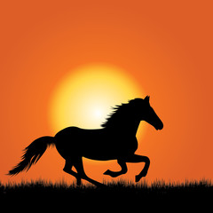 Fototapeta na wymiar Horse galloping
